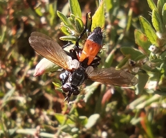 Cylindromyia brassicaria