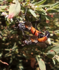 Cylindromyia brassicaria