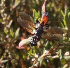 Cylindromyia brassicaria