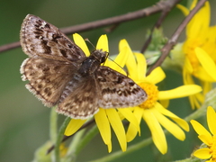 Erynnis martialis