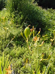Iris domestica
