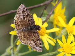 Erynnis martialis