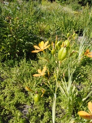 Iris domestica