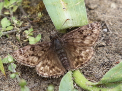 Erynnis martialis