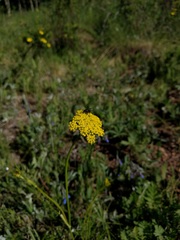 Harbouria trachypleura