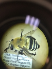 Anthophora walshii