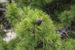 Pinus cembra