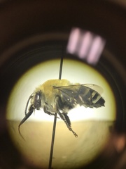 Anthophora walshii