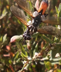 Cylindromyia brassicaria
