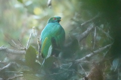 Pharomachrus antisianus