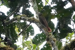 Xiphorhynchus triangularis