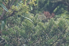 Zimmerius viridiflavus