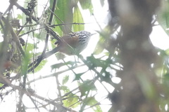 Drymophila striaticeps