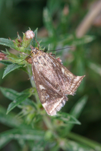 Loxostege sticticalis