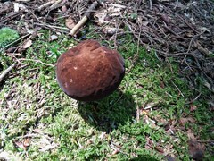 Tylopilus ferrugineus