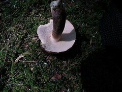 Tylopilus ferrugineus