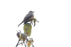 Knipolegus poecilurus