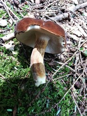 Tylopilus ferrugineus