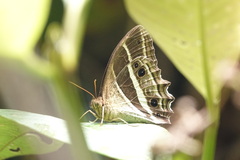 Parataygetis albinotata