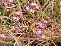 Colletes succinctus