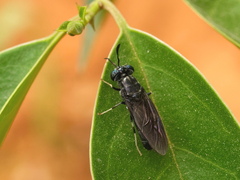 Hermetia illucens