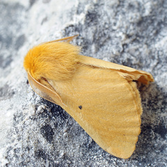 Lemonia taraxaci