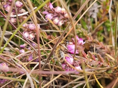 Colletes succinctus