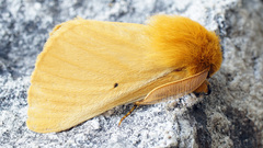 Lemonia taraxaci