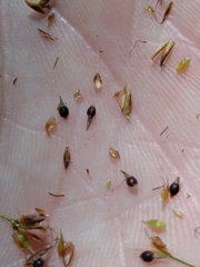 Rhynchospora gracilenta