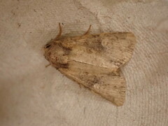 Mesoligia furuncula