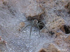 Diapontia