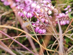 Colletes succinctus