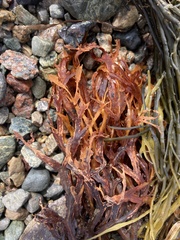 Fucus serratus