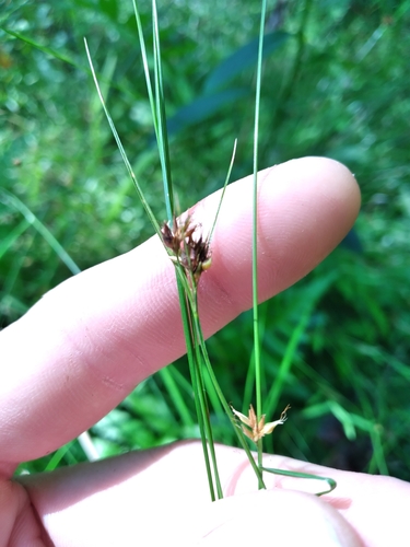 Image of Rhynchospora gracilenta by (c) Scott Ward, some rights reserved (CC BY)