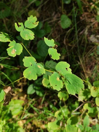 Thalictrum aquilegiifolium