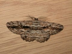 Scioglyptis chionomera