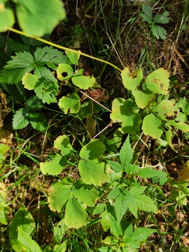 Thalictrum aquilegiifolium