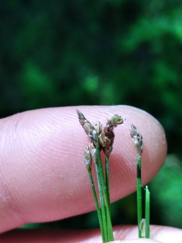 Image of Eleocharis tortilis by (c) Scott Ward, some rights reserved (CC BY)