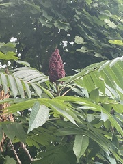 Rhus typhina