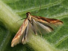 Metzneria aprilella