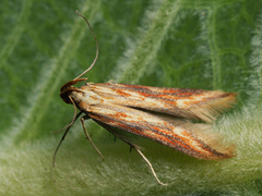 Metzneria aprilella