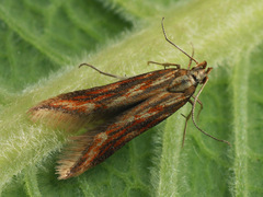 Metzneria aprilella