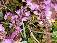 Colletes succinctus