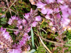 Colletes succinctus