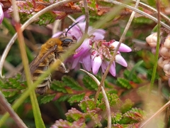 Colletes succinctus