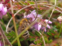 Colletes succinctus