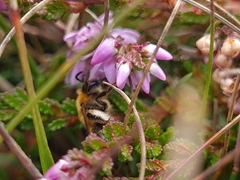 Colletes succinctus