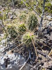 Echinocereus viereckii santamariensis