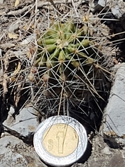 Echinocereus viereckii santamariensis