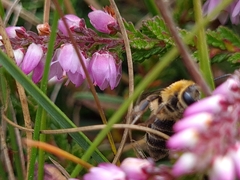 Colletes succinctus